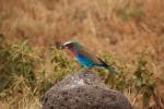 Lilac-breasted Roller, (Coracias caudatus), Coraciiformes, Coraciidae, red throat, blue body, Africa, African wildlife, ABPD01_067
