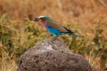 Lilac-breasted Roller, (Coracias caudatus), Coraciiformes, Coraciidae, red throat, blue body, Africa, African wildlife, ABPD01_068