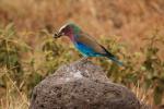 Lilac-breasted Roller, (Coracias caudatus), Coraciiformes, Coraciidae, red throat, blue body, Africa, African wildlife, ABPD01_069