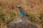 Lilac-breasted Roller, (Coracias caudatus), Coraciiformes, Coraciidae, red throat, blue body, Africa, African wildlife, ABPD01_070