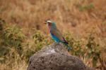 Lilac-breasted Roller, (Coracias caudatus), Coraciiformes, Coraciidae, red throat, blue body, Africa, African wildlife, ABPD01_071