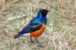 Superb Starling, Colorful