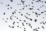 Flock of Birds, ABPD01_093