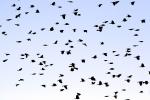 Flock of Birds flying