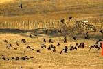 Red Wing Birds, Flock, Sonoma County, Two-Rock