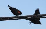 Crow, Blackbird, Marin County, ABPD01_111