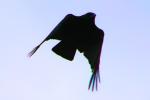 Crow, Blackbird, Marin County, ABPD01_114