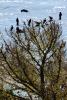 Crow, Blackbird, Marin County, ABPD01_117