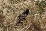 Raven Stares, Blackbird, Guerneville, Sonoma County, California, Wildlife, ABPD01_121
