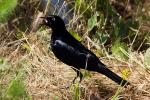 Blackbird, Wildlife, Guerneville, Sonoma County, California, ABPD01_122