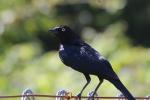 Blackbird, Guerneville, Sonoma County, California, Wildlife