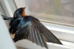 Swallow, ABPD01_154