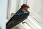 Swallow, ABPD01_155