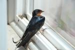 Swallow, ABPD01_158