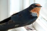 Swallow, ABPD01_159
