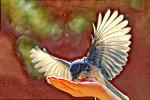 Blue Jay Spreads its wings, hand, Abstract, ABPD01_166