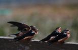 Newly Born Barn Swallows out on their first flight, ABPD01_168