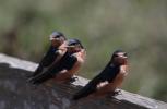 Newly Born Barn Swallows out on their first flight, ABPD01_169