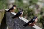 Newly Born Barn Swallows out on their first flight, ABPD01_171