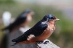 Newly Born Barn Swallows out on their first flight, ABPD01_172