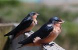 Newly Born Barn Swallows out on their first flight, ABPD01_173