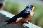 Newly Born Barn Swallows out on their first flight, ABPD01_174