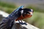 Newly Born Barn Swallows out on their first flight, ABPD01_175