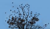 Blackbirds at the top of the tree, Laguna de Santa Rosa, Sonoma County California, ABPD01_178