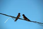 Barn Swallows, ABPD01_180