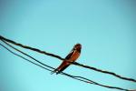 Barn Swallow, ABPD01_181