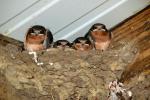 Barn Swallows Nesting