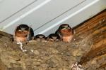 Barn Swallows Nesting, ABPD01_189