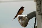 Barn Swallows Nesting, ABPD01_190