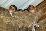 Barn Swallows Nesting, ABPD01_191