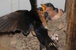 Barn Swallows Nesting, ABPD01_192