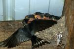 Barn Swallows Nesting, ABPD01_193