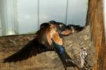 Barn Swallows Nesting, ABPD01_194