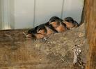 Barn Swallows Nesting, ABPD01_196