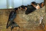 Barn Swallows Nesting