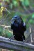 Raven, Blackbird, ABPD01_206