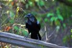 Raven, Blackbird, ABPD01_207