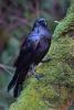 Raven, Blackbird