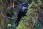 Raven, Blackbird, ABPD01_209