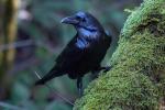Raven, Blackbird, ABPD01_210