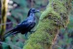 Raven, Blackbird, ABPD01_211