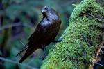 Raven, Blackbird, ABPD01_212