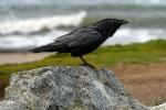 Raven on the Beach, Waddell Beach, Davenport, Santa Cruz County, Central California Coast