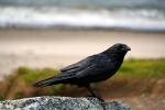 Raven on the Beach, Wadell Beach, Central California Coast, ABPD01_216