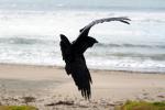 Raven in Flight, Wadell Beach, Central California Coast, ABPD01_217