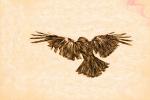 Textured Flight with Wings and Feathers, ABPD01_220